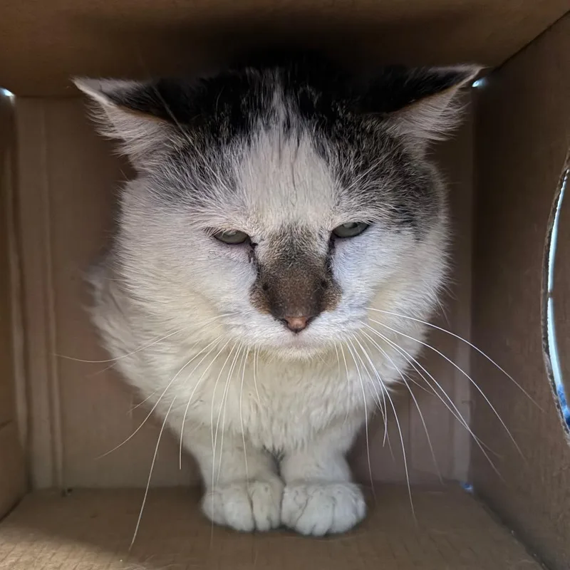 A senior large-sized male White Domestic Short Hair cat named George for adoption in Saint Charles, MO
