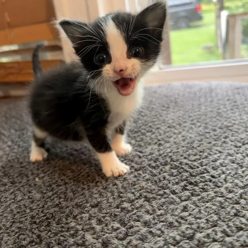 Meg thumbnail 3