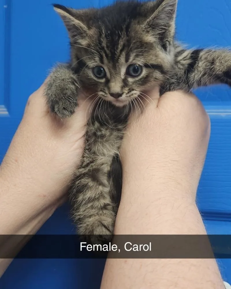 A baby medium-sized female Domestic Short Hair cat named Carol for adoption in Evansville, IN
