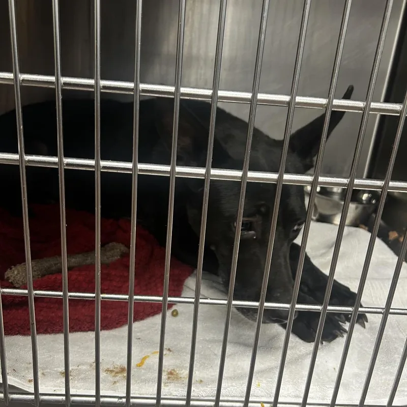 An adult medium-sized female Black Terrier dog named Morgan for adoption in St. Louis, MO