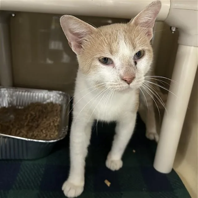 A young medium-sized male Domestic Short Hair cat named Lockdown for adoption in Lincolnton, NC