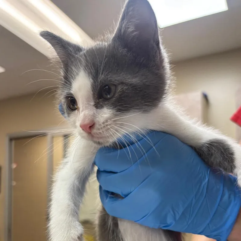 A baby small-sized male White Domestic Short Hair cat named Yuji for adoption in Birmingham, AL