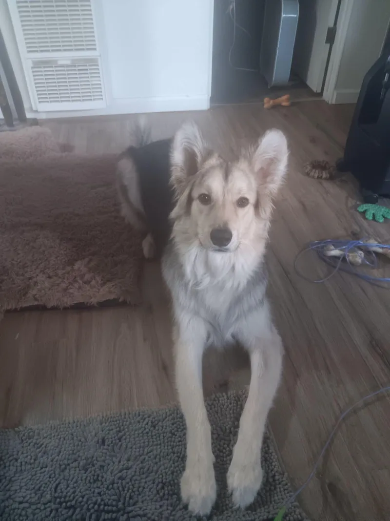 Dog thumbnail 2