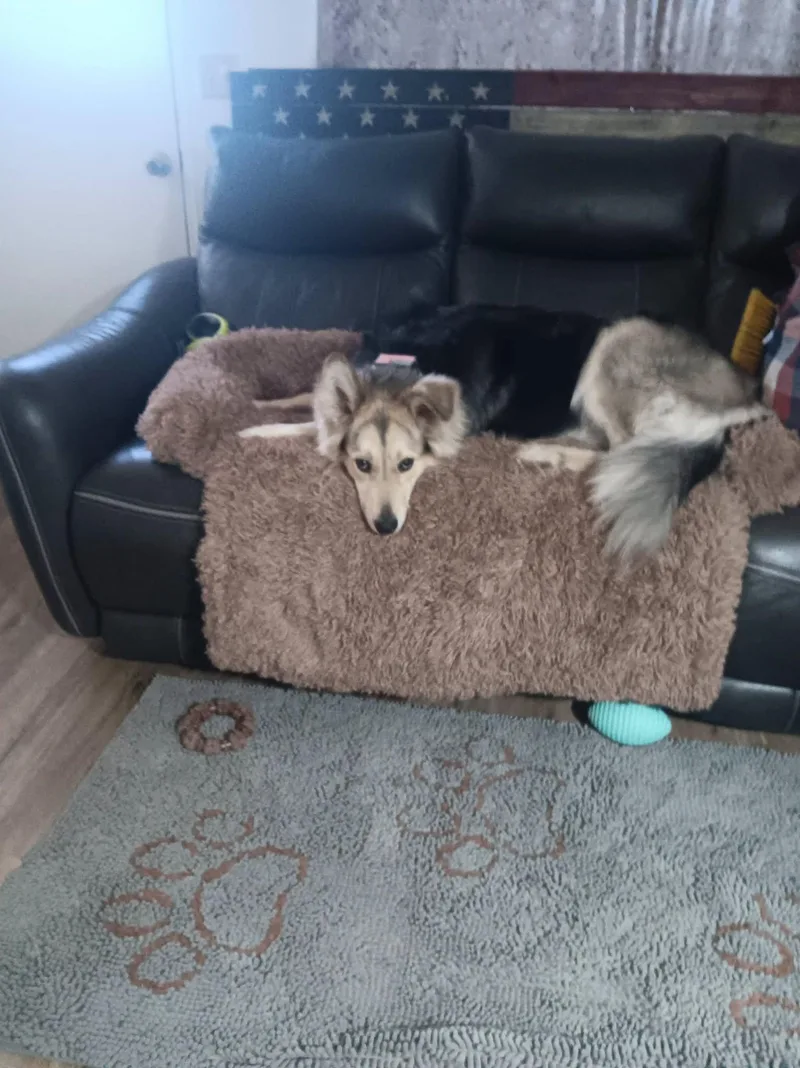 Dog thumbnail 3