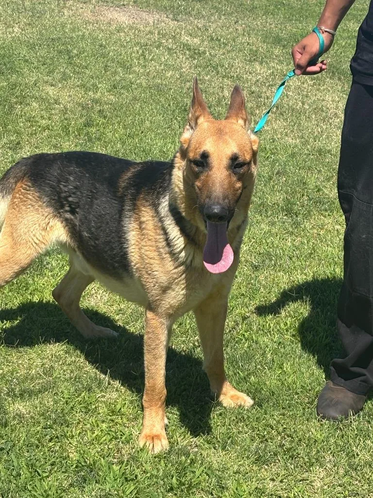 An adult large-sized male German Shepherd Dog dog named Aries for adoption in McFarland, CA