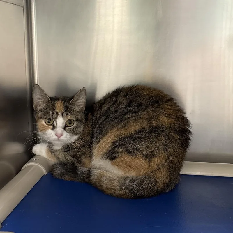 A young small-sized female Torbie Domestic Short Hair cat named Miss Priss for adoption in Galax, VA