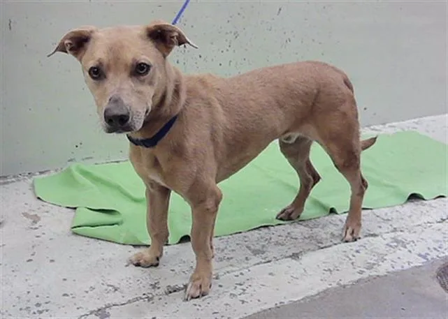 An adult medium-sized male Golden Retriever dog named Ice for adoption in Houston, TX