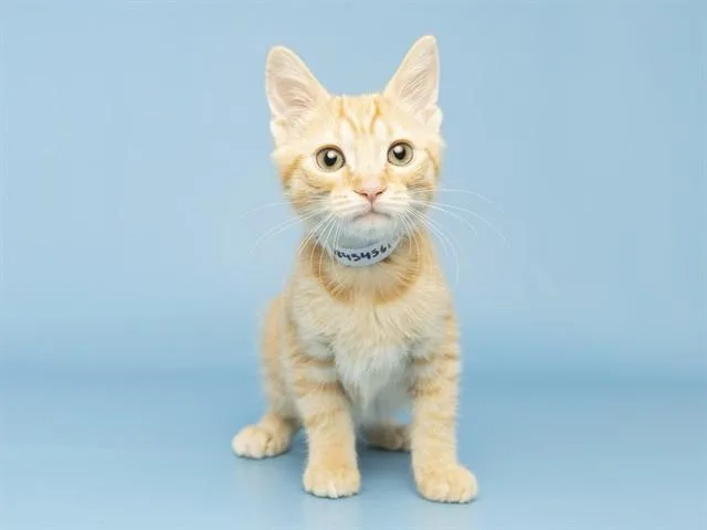 A baby small-sized male Domestic Long Hair cat named Benny for adoption in Phoenix, AZ