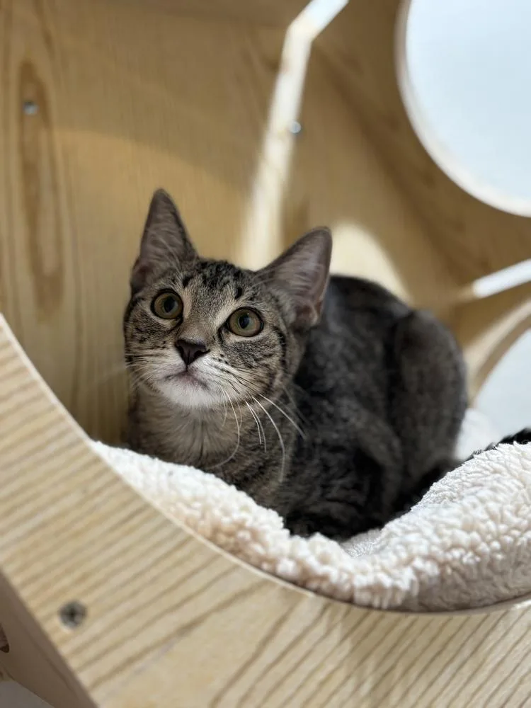 A baby small-sized female Brown / Chocolate Tabby cat named Artic for adoption in Dallas, TX