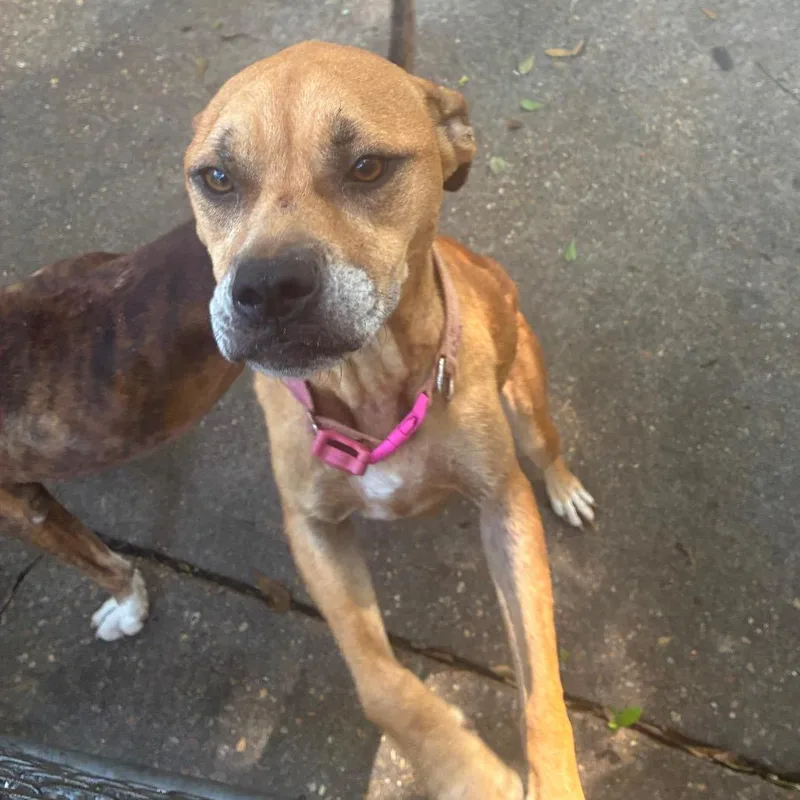 An adult medium-sized female Brown / Chocolate Terrier dog named Lacey for adoption in Montgomery, AL