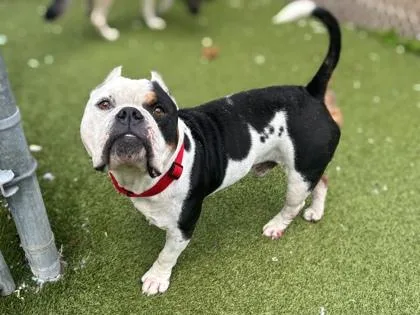 An adult medium-sized male American Bulldog dog named Chino for adoption in Gainesville, FL