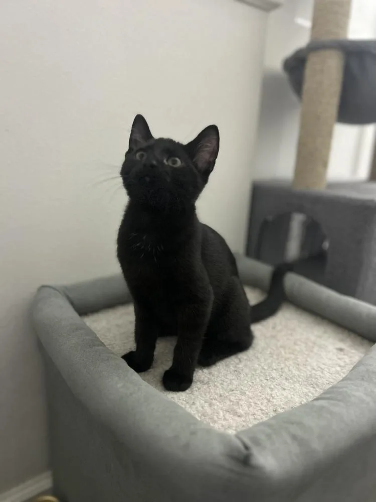 A baby small-sized female Black Domestic Short Hair cat named Destin for adoption in West Mifflin, PA