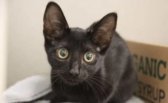 A baby small-sized female Oriental Short Hair cat named Lexa for adoption in Tucson, AZ