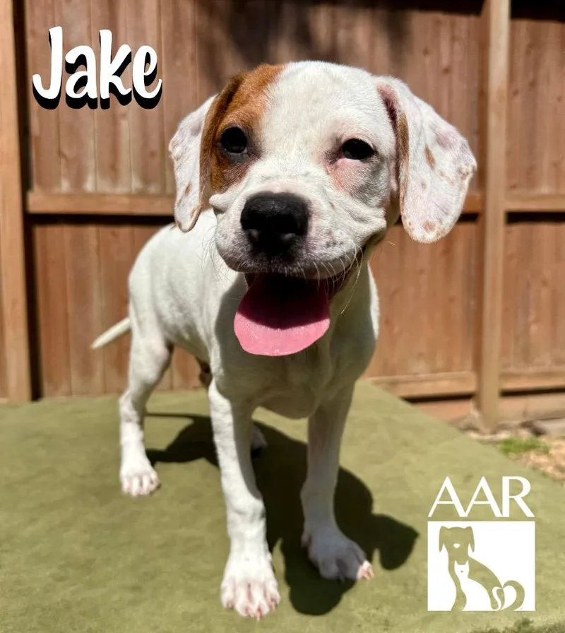 A baby small-sized male Terrier dog named Jake for adoption in Magnolia, TX