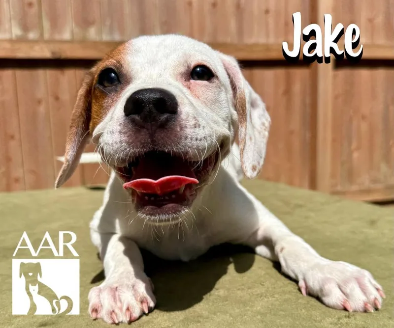 Jake thumbnail 2