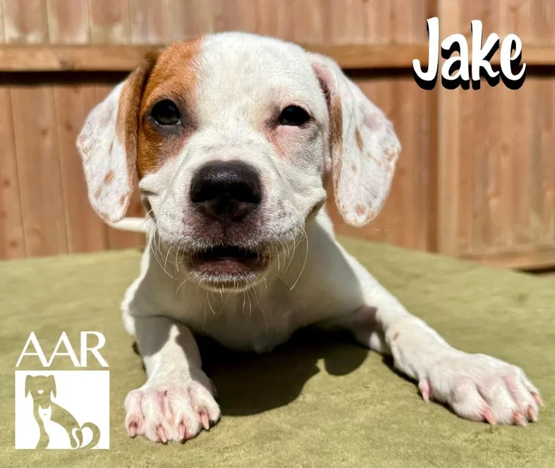 Jake thumbnail 3