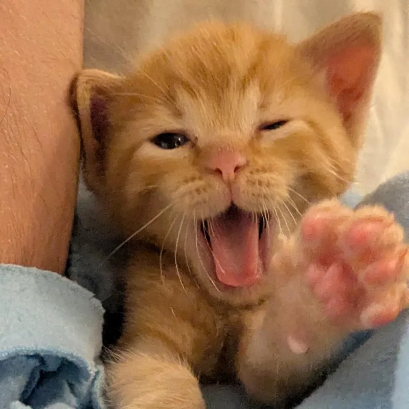 A baby small-sized male Orange / Red Domestic Short Hair cat named Apollo for adoption in Long Beach, CA
