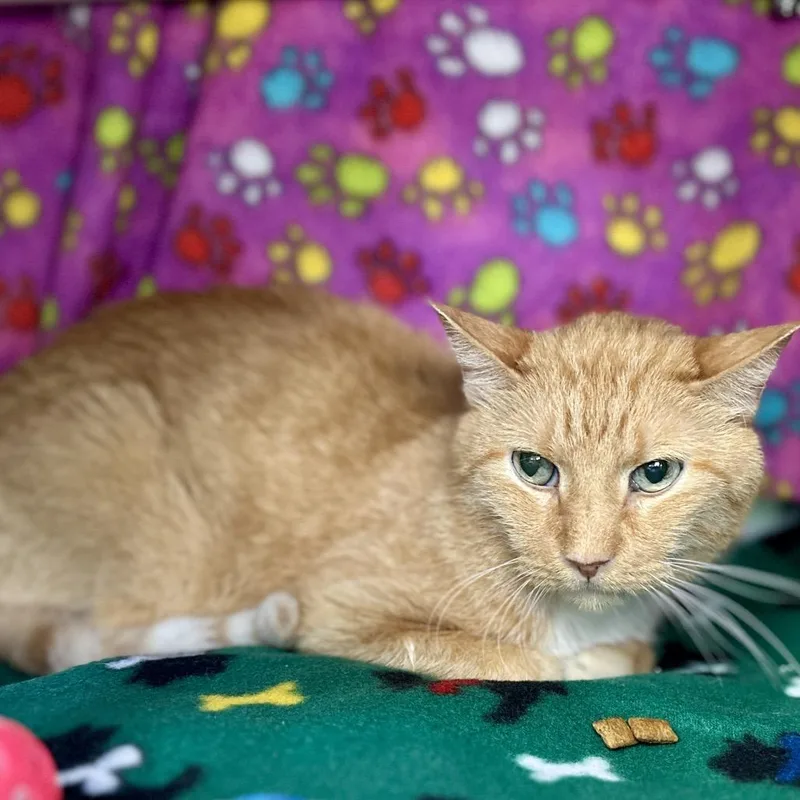 A senior medium-sized male Orange / Red Domestic Short Hair cat named Munch for adoption in Austin, TX