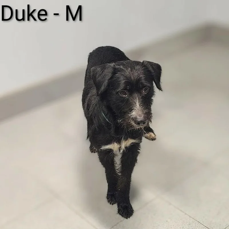 A young medium-sized female Black Poodle dog named Duke for adoption in Griswold, CT