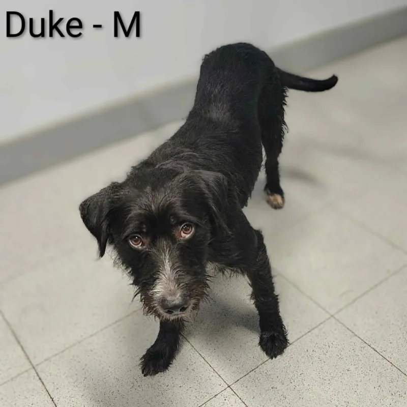 Duke thumbnail 2