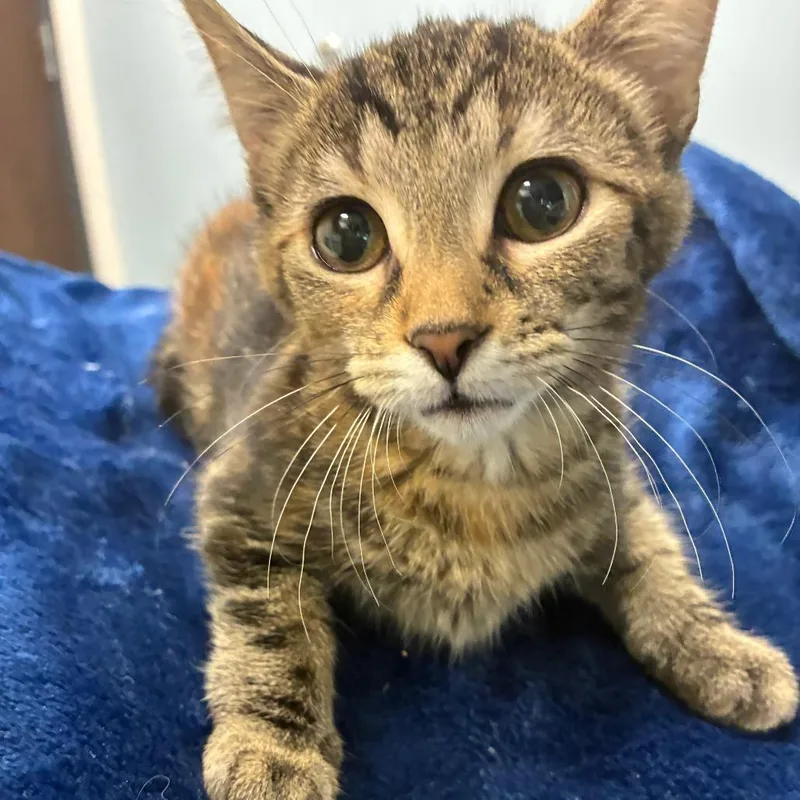 A baby small-sized female Torbie Domestic Short Hair cat named SassyMPAC for adoption in Oak Park, IL