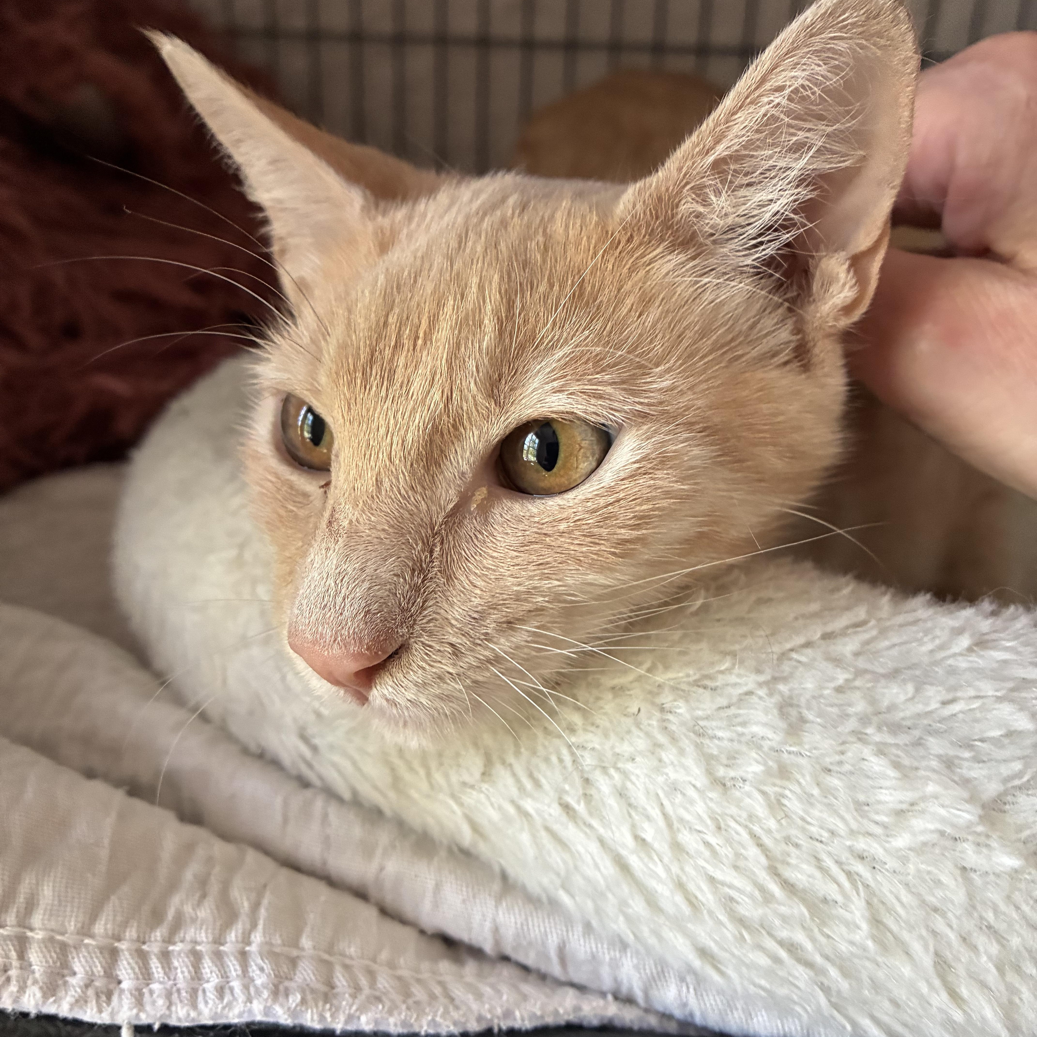 A baby medium-sized male Tabby (Orange / Red) Tabby cat named Crocs for adoption in Columbia, SC