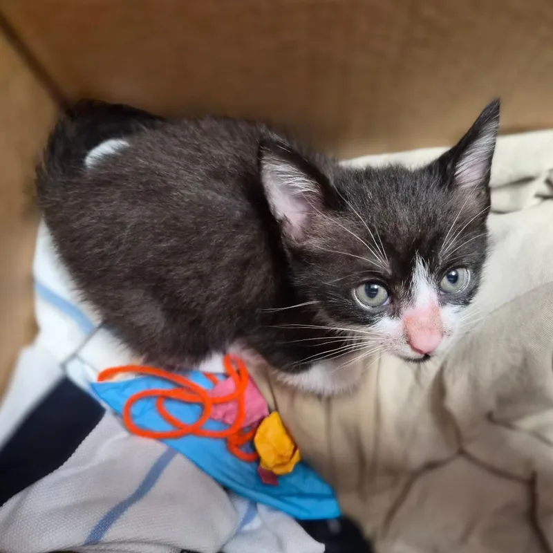 A baby small-sized male Black Domestic Short Hair cat named Cinder for adoption in Wahiawa, HI