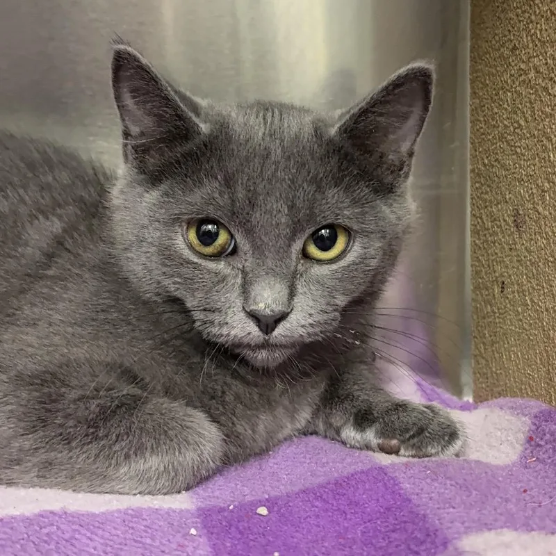 A baby small-sized female Gray / Blue / Silver Domestic Medium Hair cat named Cinder VC for adoption in Spokane, WA