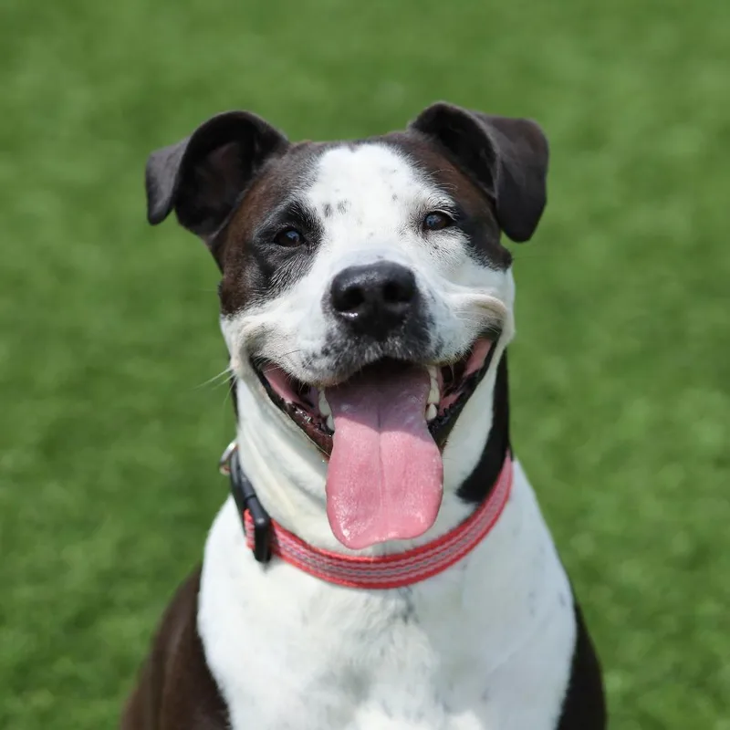 An adult large-sized female Pit Bull Terrier dog named Scarlett for adoption in Evansville, IN