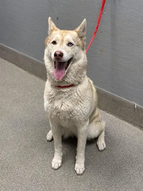 An adult medium-sized female Siberian Husky dog named Lea for adoption in Las Vegas, NV