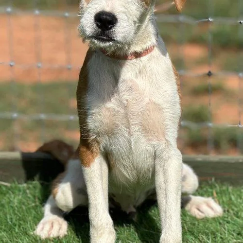 A baby small-sized male Brown / Chocolate Mixed Breed dog named Lars for adoption in Bellmawr, NJ