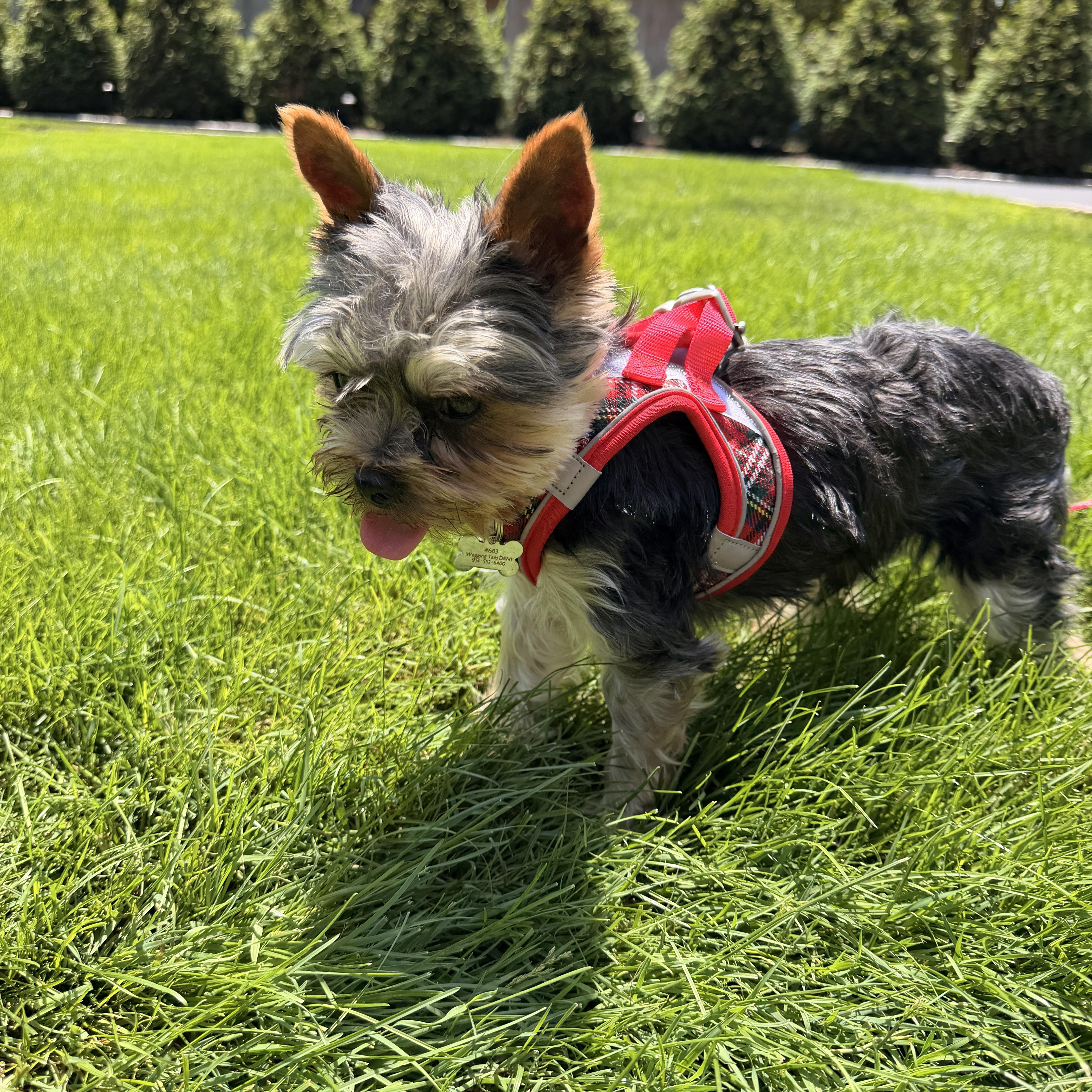 An adult small-sized male Yorkshire Terrier dog named Mosu for adoption in Thornwood, NY