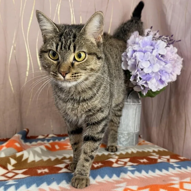 A baby medium-sized female Tabby (Gray / Blue / Silver) Domestic Short Hair cat named Sandy for adoption in Long Beach, MS