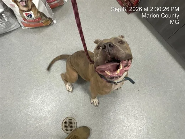 An adult large-sized male Pit Bull Terrier dog named Spanky for adoption in Ocala, FL