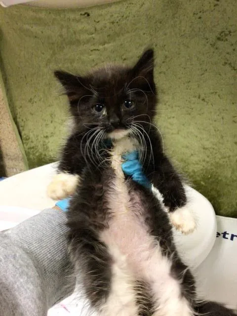 A baby small-sized female Domestic Short Hair cat named Mars for adoption in Riverside, CA