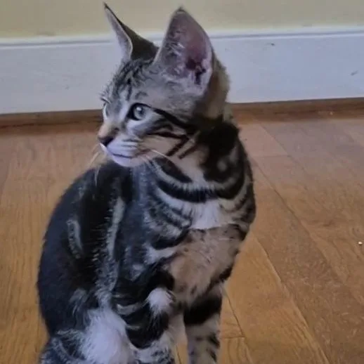 A baby small-sized female Black Domestic Short Hair cat named Mango Lassi for adoption in Richmond, VA