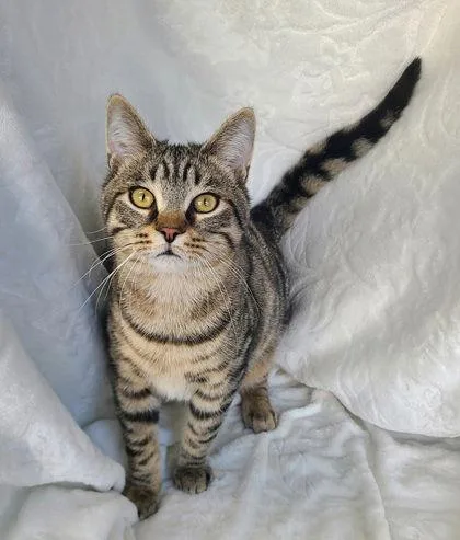 A young medium-sized male Domestic Short Hair cat named 6748 (Maverick) for adoption in Lake City, MI