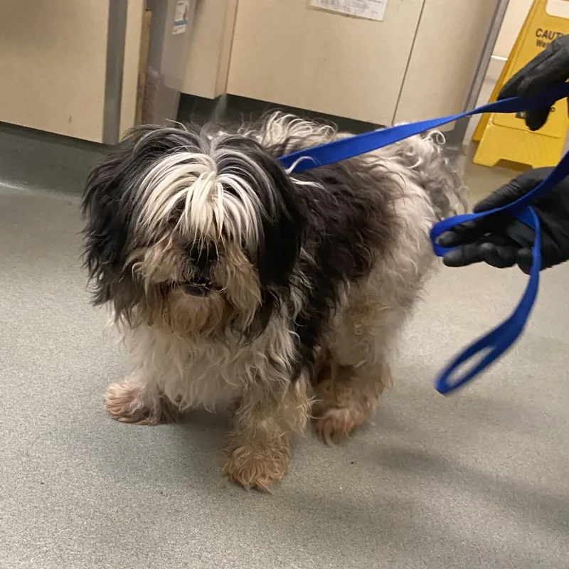A senior medium-sized male Yellow / Tan / Blond / Fawn Lhasa Apso dog named Trix for adoption in Westminster, CA