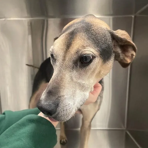 A senior medium-sized male Hound dog named Apollo for adoption in Des Moines, IA