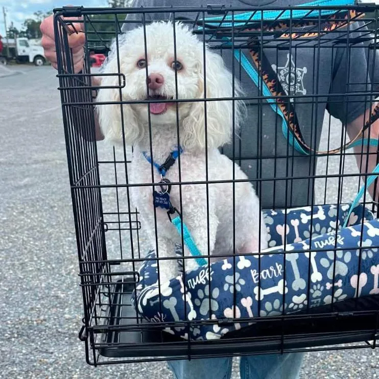 A young small-sized male White / Cream Poodle (Toy) dog named Bishop for adoption in New Orleans, LA
