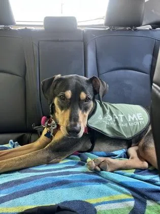 An adult large-sized female Doberman Pinscher dog named Twinkle Twinkle for adoption in Honolulu, HI