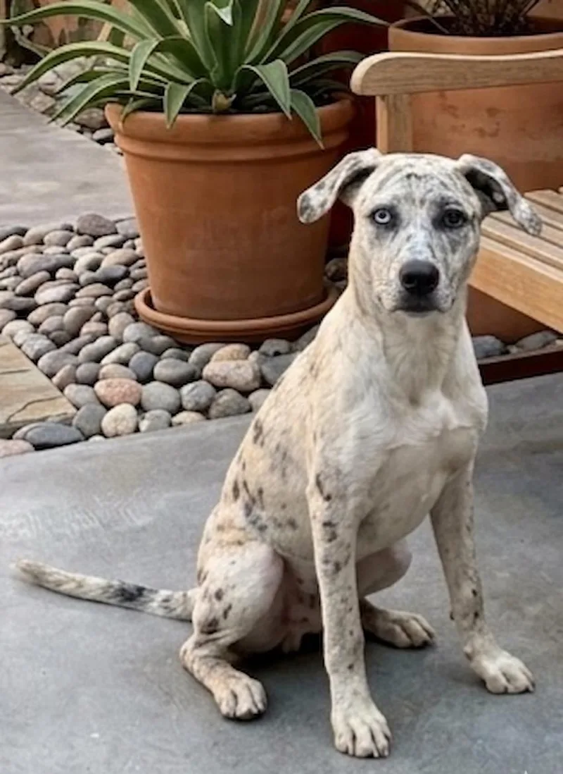 A young medium-sized female Catahoula Leopard Dog dog named Empress for adoption in North Prairie, WI