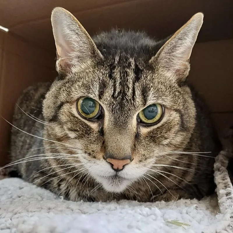 A senior extra large-sized male Brown / Chocolate Domestic Short Hair cat named Raffy Taffy for adoption in Ballston Spa, NY