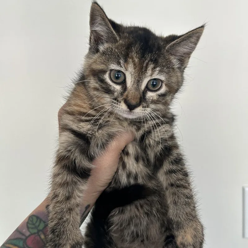 A baby small-sized female Brown / Chocolate Domestic Short Hair cat named Muffy for adoption in Huntsville, AL