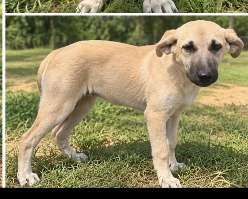 A baby large-sized female German Shepherd Dog dog named Peaches for adoption in Kiln, MS