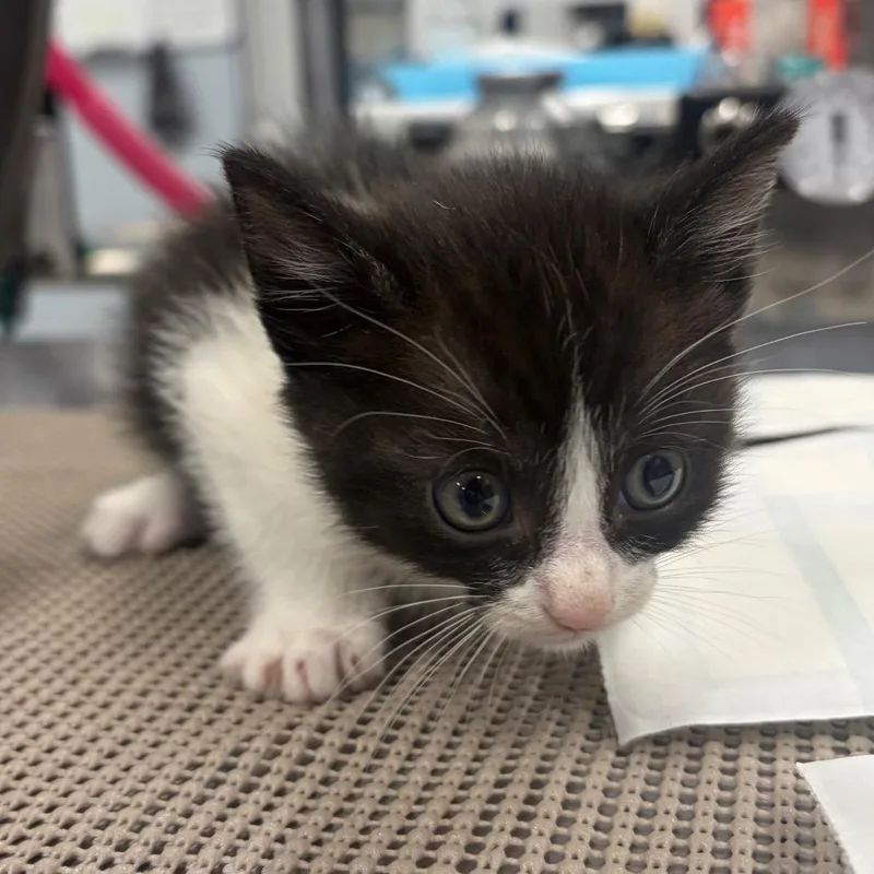 A baby small-sized female Black Domestic Short Hair cat named Cruella for adoption in Milton, FL