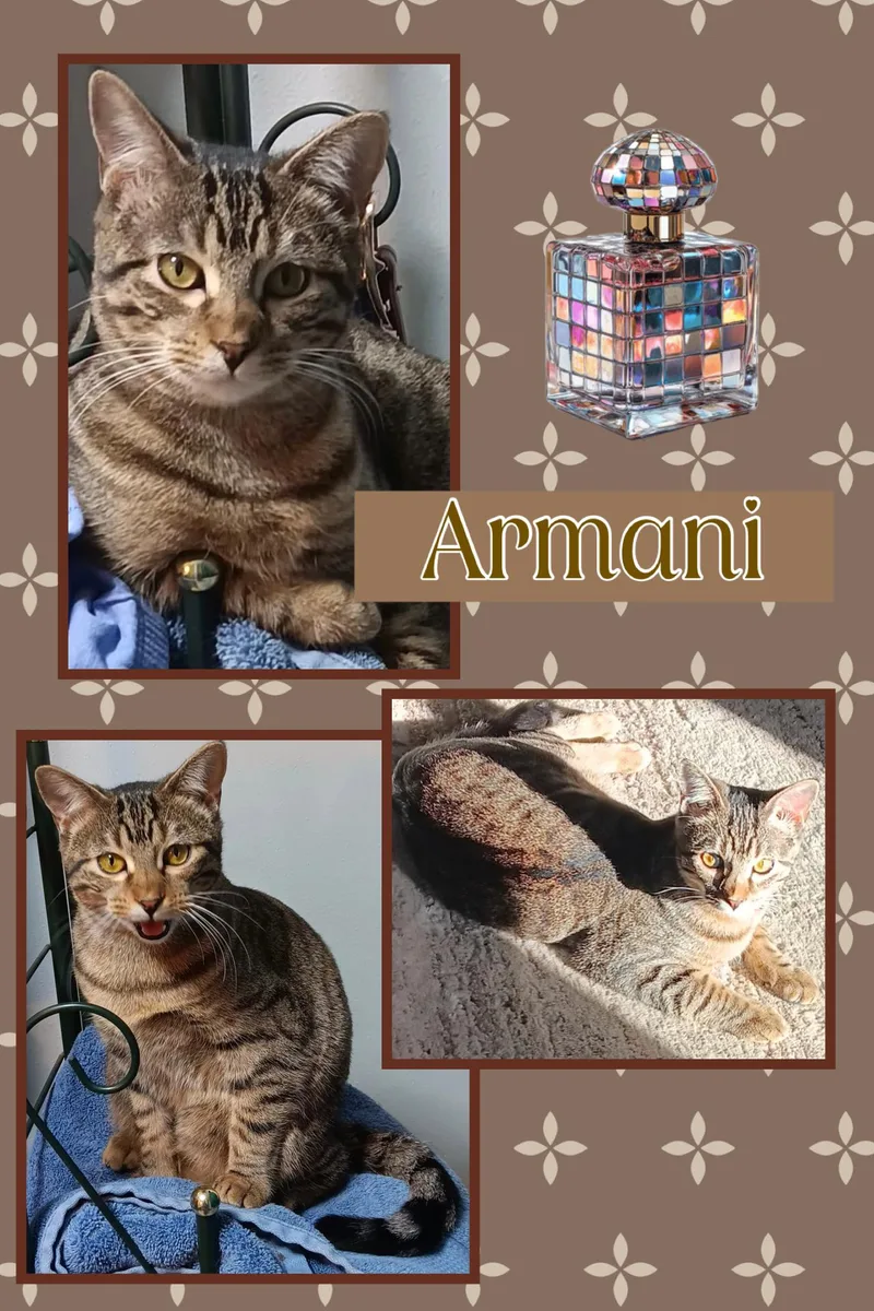 A young medium-sized female Tabby (Brown / Chocolate) Domestic Short Hair cat named Armani for adoption in Kearney, NE