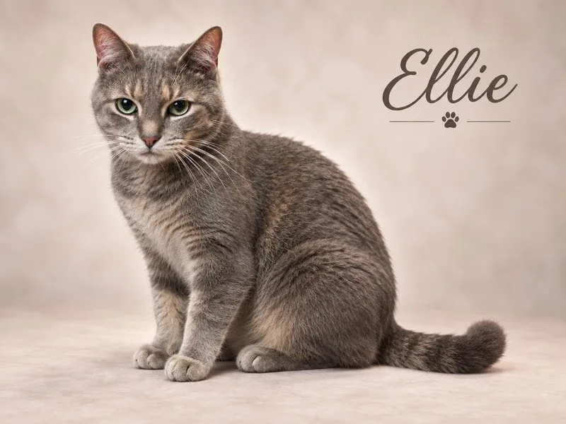 An adult medium-sized female Tabby cat named Ellie for adoption in Midlothian, TX