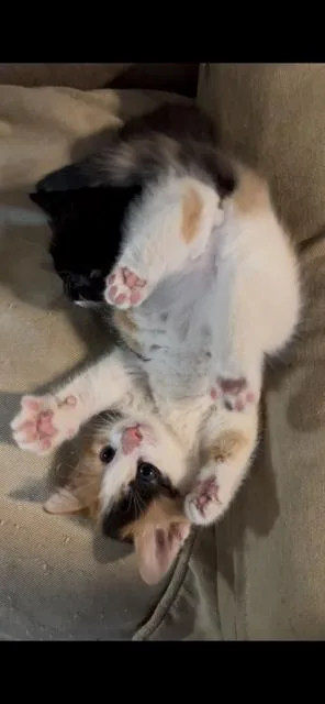 A baby small-sized female Black & White / Tuxedo Domestic Short Hair cat named Holly for adoption in O'Fallon, MO