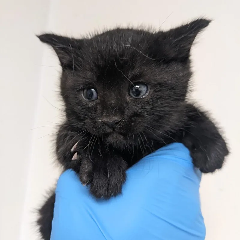 A baby small-sized male Black Domestic Short Hair cat named Crow for adoption in Philadelphia, PA